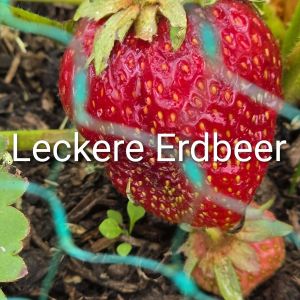 Hanne39264BRD