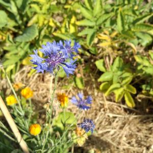Gartenfrosch