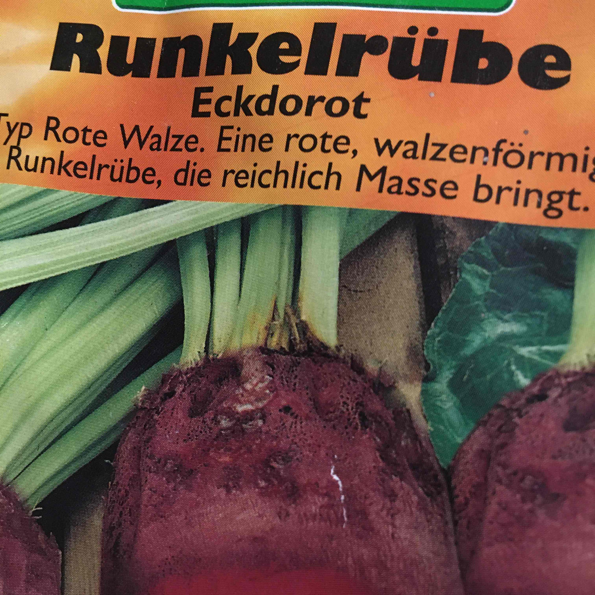Eckdorot (Futterrbe): Anbauen, ernten & gute Nachbarn