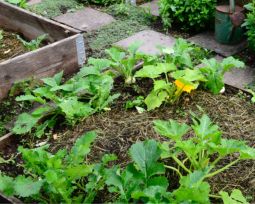 Zucchini-Beet von Otmar Diez