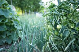 Tomatenbeet (Gewächshaus)