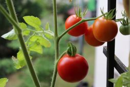 Balkonbeet mit Tomaten
