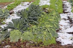 Mischkultur Winterkohl, Sellerie und Salat