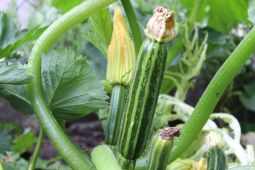Zucchini-Beet für Balkon, Hochbeet & Garten