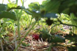  Mixed cultivation of strawberries and garlic