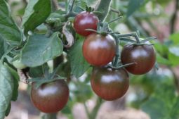Mischkultur Bunte Tomaten mit Basilikum