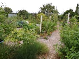 12 months Harvest in the allotment garden