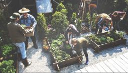 Annual plan for the raised bed